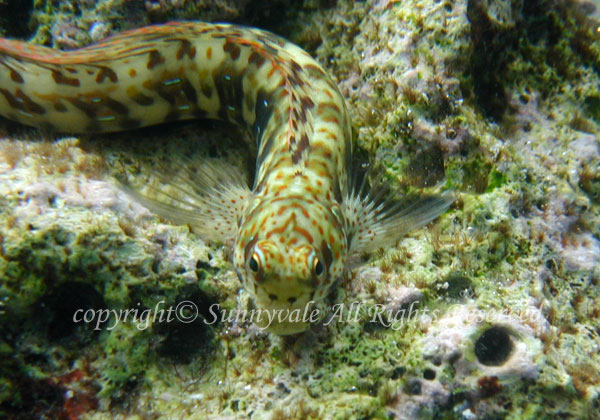 モンツキカエルウオ 学名:Blenniella chrysospilos