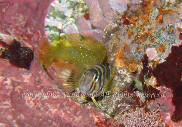 ナベカ 学名:Omobranchus elegans