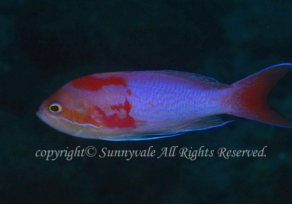 ナガハナダイ 学名:Pseudanthias elongatus