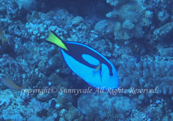 ナンヨウハギ 学名:Paracanthurus hepatus