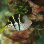 ノコギリハギ　幼魚　学名：Paraluteres prionurus