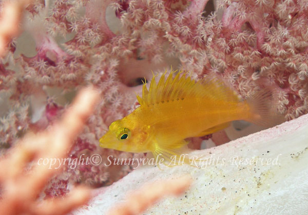 オキゴンベ 幼魚 学名:Cirrhitichthys aureus