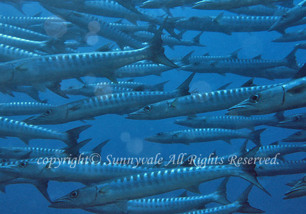 オニカマス 学名:Sphyraena barracuda