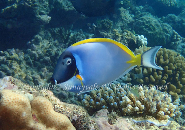 パウダーブルーサージョンフィッシュ 学名:Acanthurus leucosternon