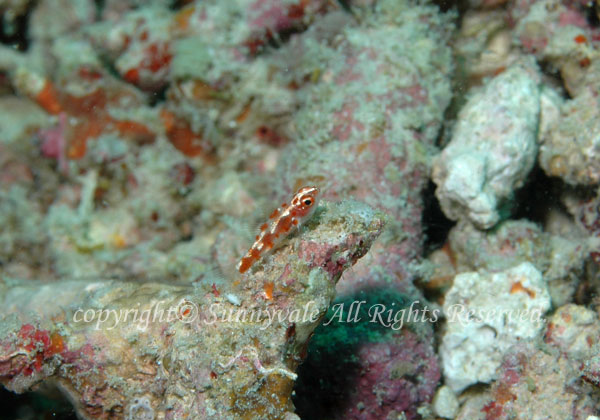 レッドスポッテッドドワーフゴビー 学名:Trimma rubromaculatus