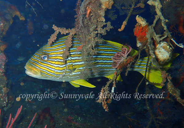 リボンスウィートリップス 学名:Plectorhinchus polytaenia