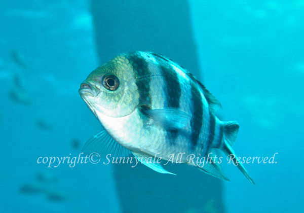 ロクセンスズメダイ 学名:Abudefduf sexfasciatus