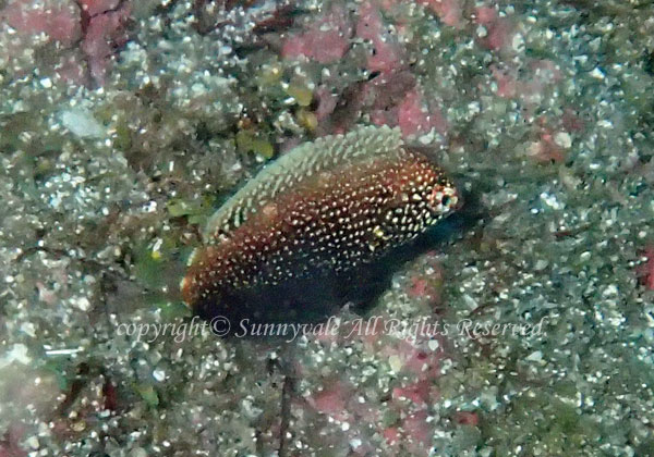 セジロノドグロベラ 学名:Macropharyngodon negrosensis