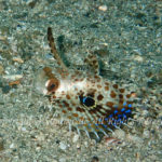 セミホウボウ　幼魚　学名：Dactyloptena orientalis