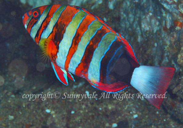 シチセンベラ 学名:Choerodon fasciatus