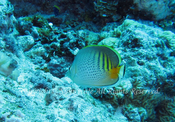 シチセンチョウチョウウオ 学名:Chaetodon punctatofasciatus