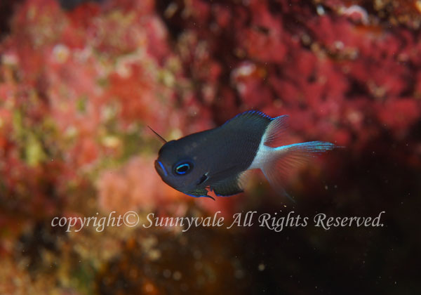 シコクスズメダイ 学名:Chromis margaritifer