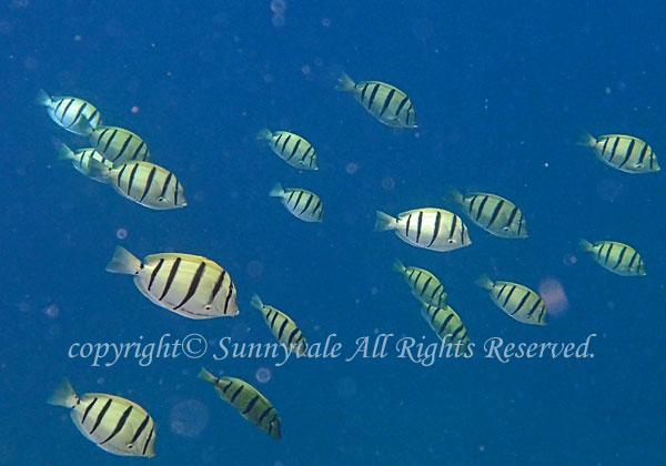 シマハギ 学名:Acanthurus triostegus