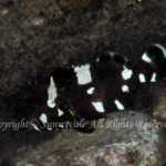 シロブチハタ・幼魚　学名：Epinephelus maculatus
