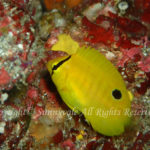 シテンヤッコ　幼魚　学名：Apolemichthys trimaculatus