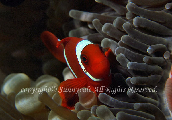 スパインチークアネモネフィッシュ 学名:Premnas biaculeatus
