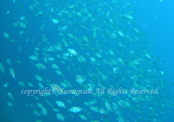 スズメダイ 学名:Chromis notata