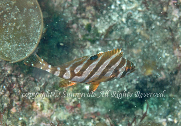 タカノハダイ 幼魚 学名:Goniistius zonatus