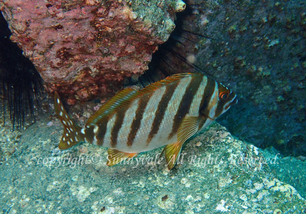 タカノハダイ 学名:Goniistius zonatus
