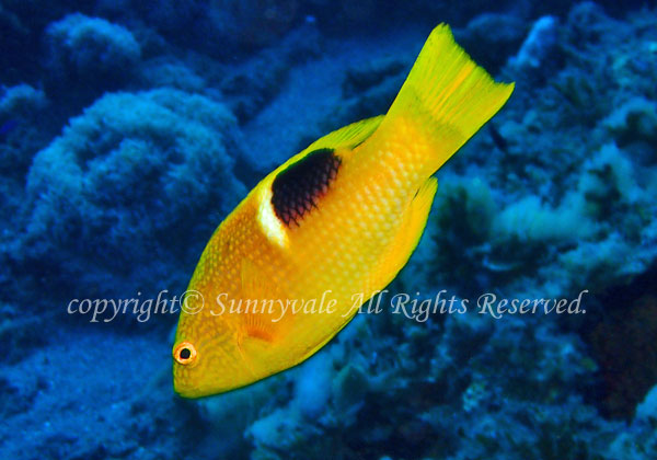 タキベラ 学名:Bodianus perditio