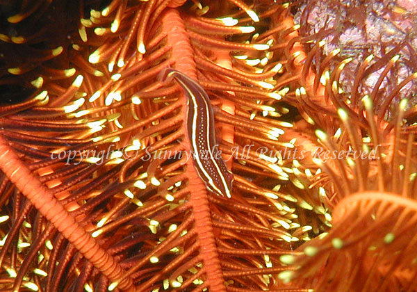タスジウミシダウバウオ 学名:Discotrema lineatum