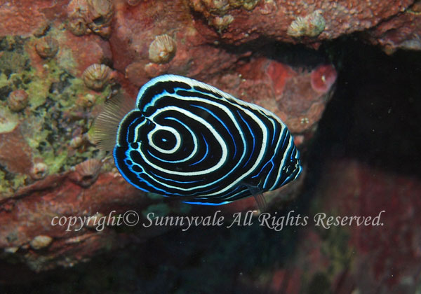 タテジマキンチャクダイ幼魚 学名:Pomacanthus imperator