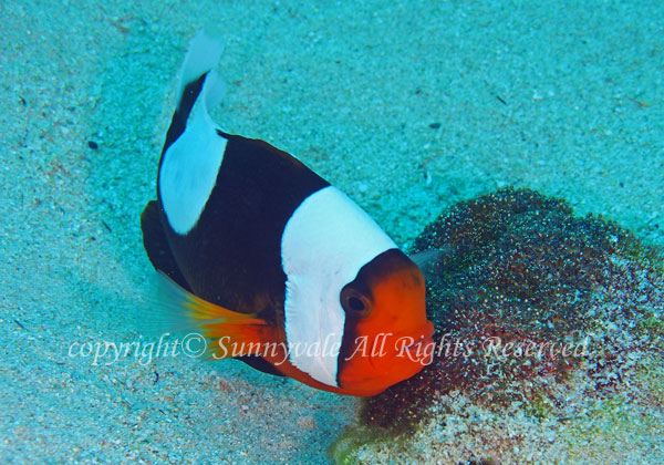 トウアカクマノミ 学名:Amphiprion polymnus