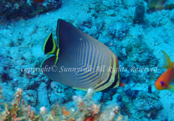 トライアングルバタフライフィッシュ 学名:Chaetodon triangulum