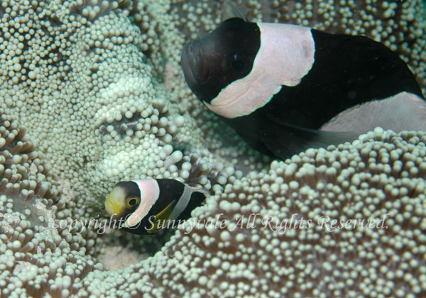 ホワイトチップドアネモネフィッシュ 学名:Amphiprion sp