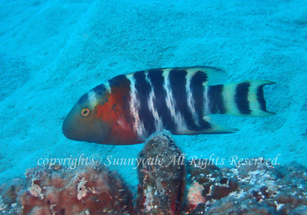 ヤシャベラ 学名:Cheilinus fasciatus