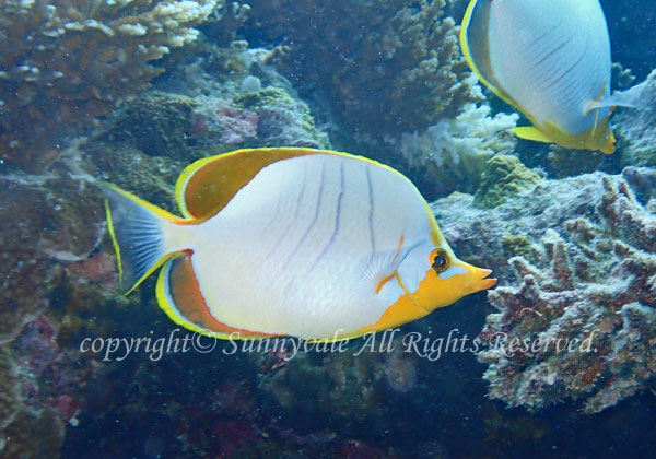 イエローヘッドバタフライフィッシュ 学名:Chaetodon xanthocephalus