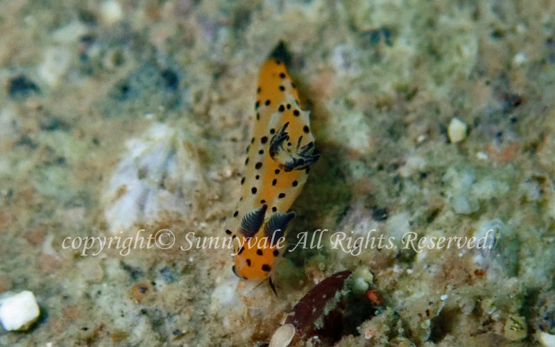 アカコソデウミウシ 学名:Polycera sp