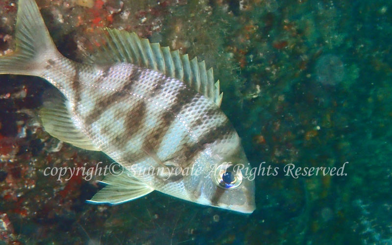 海水魚 ダイビングで見れる海の生物図鑑